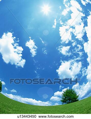 Field, tree, blue sky and clouds View Large Photo Image Stock Image - Field, tree, blue sky and clouds. Fotosearch
