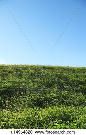 Field under blue sky View Large Photo Image Stock Image - Field under blue sky. Fotosearch