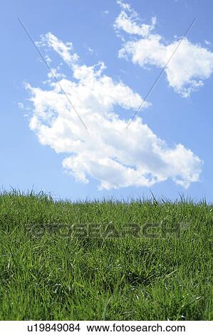 Picture - Field under blue sky, Tokyo prefecture, Japan. Fotosearch