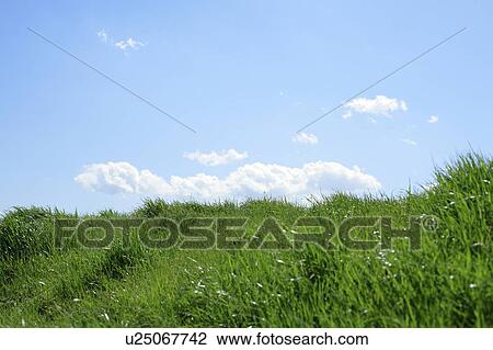 Stock Image - Field under blue sky, Tokyo prefecture, Japan. Fotosearch