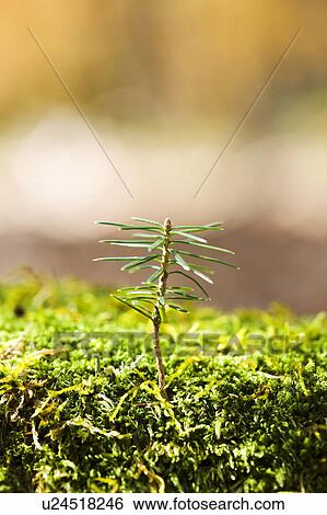 Stock Photograph - Fir sapling. Fotosearch