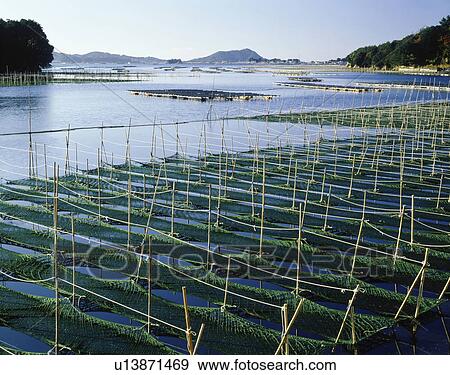 Fish farm for seaweed in Ago bay, Mie prefecture, Japan View Large Photo Image Stock Photo - Fish farm for seaweed in Ago bay, Mie prefecture, Japan. Fotosearch