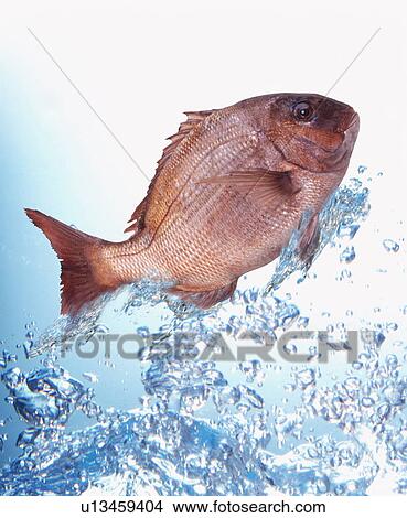 Picture - Fish jumping out of water. Fotosearch