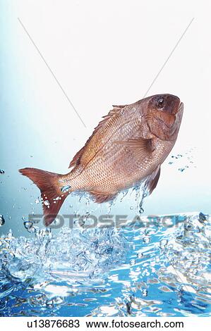 Stock Image - Fish jumping out of water. Fotosearch