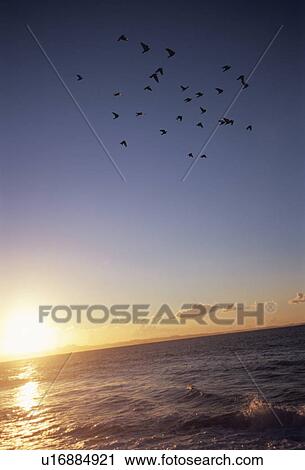 Stock Image - Flock of birds flying over the sea. Kanagawa Prefecture, Japan. Fotosearch