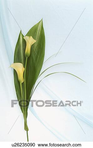 Stock Image - Flower and leaf arrangement. Fotosearch