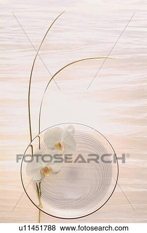 Stock Photo - Flower and leaf arrangement. Fotosearch