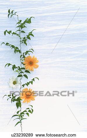 Stock Photo - Flower and leaf arrangement. Fotosearch