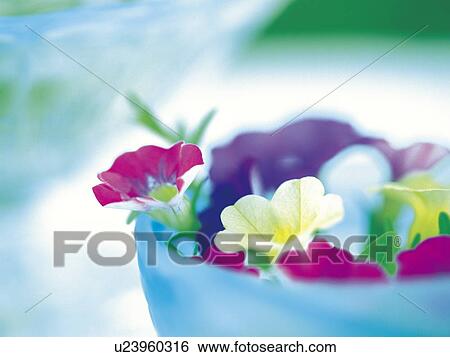 Flower arrangements in a bowl View Large Photo Image Stock Photograph - Flower arrangements in a bowl. Fotosearch