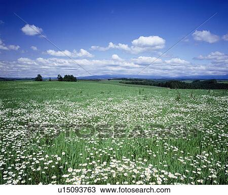 Stock Image - Flower Field and Blue Sky. Fotosearch