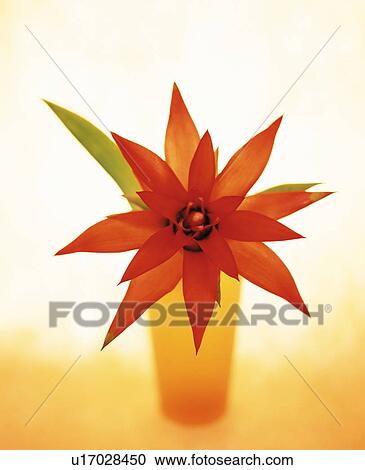 Stock Image - Flower from a pineapple tree in a vase. Fotosearch
