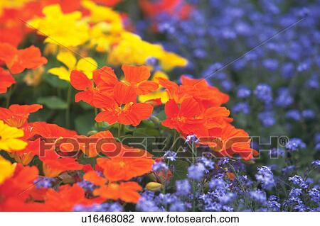 Flower in field View Large Photo Image Stock Image - Flower in field. Fotosearch