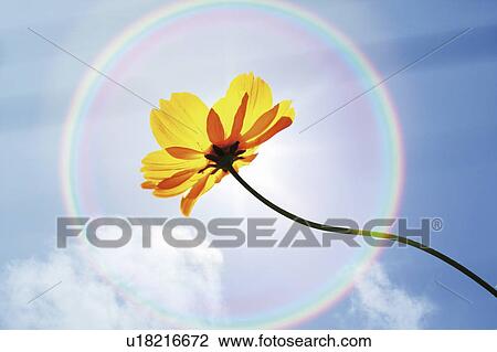 Stock Image - Flower, Sky and Rainbow. Fotosearch