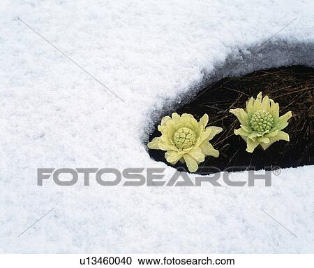 Stock Image - Flowering butterbur, Biei town, Hokkaido prefecture, Japan. Fotosearch
