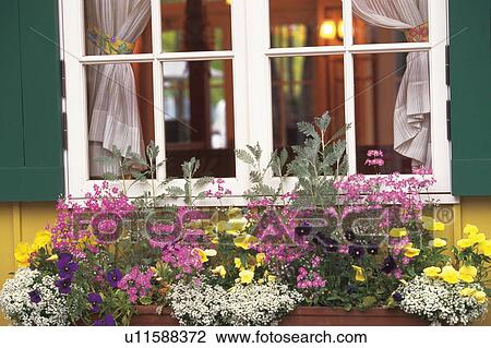 Flowering window box, Kurashiki, Okayama Prefecture, Japan View Large Photo Image Stock Image - Flowering window box, Kurashiki, Okayama Prefecture, Japan. Fotosearch