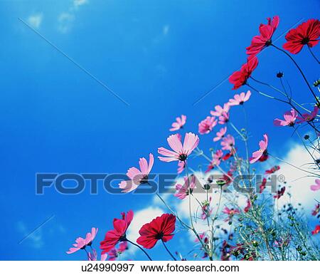 Stock Photo - Flowers against a clear blue sky. Fotosearch