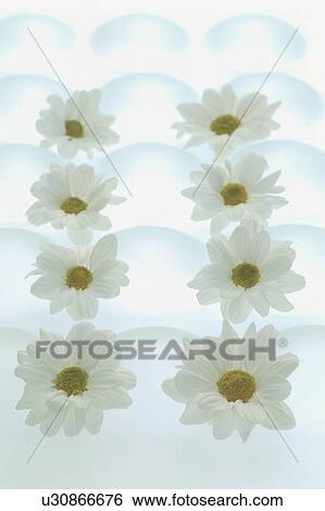 Stock Photograph - Flowers arranged on a textured background. Fotosearch