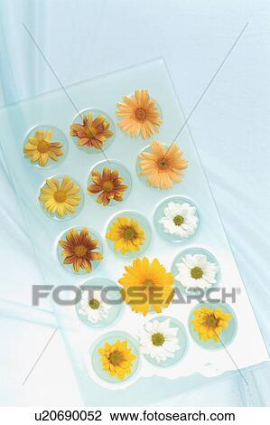 Flowers arranged on a tray View Large Photo Image Stock Image - Flowers arranged on a tray. Fotosearch