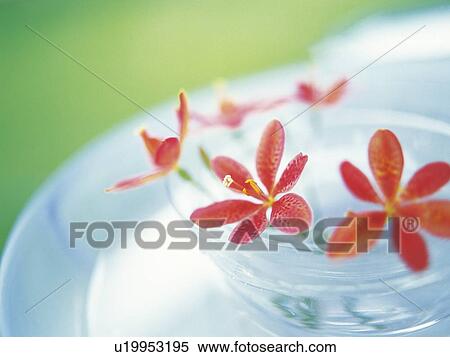 Flowers in a small glass dish View Large Photo Image Stock Photography - Flowers in a small glass dish. Fotosearch