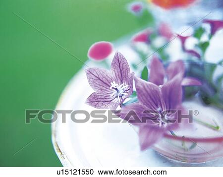 Stock Image - Flowers in vase. Fotosearch