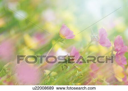 Flowers View Large Photo Image Stock Photo - Flowers. Fotosearch