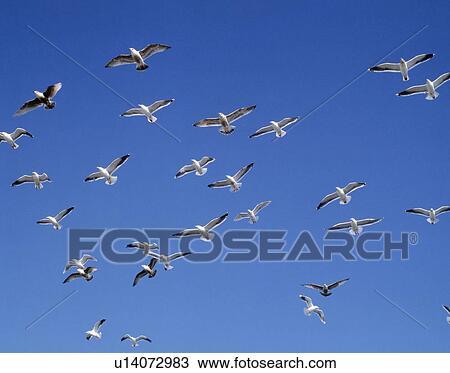 Stock Image - Flying Seagulls. Fotosearch