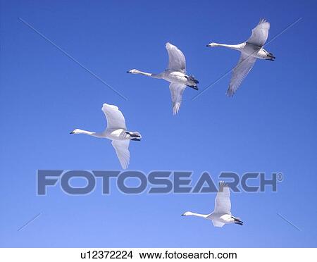 Picture - Flying Swan in Blue Sky. Fotosearch