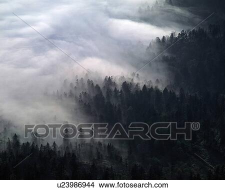 Fog and Silhouette of Woods View Large Photo Image Picture - Fog and Silhouette of Woods. Fotosearch