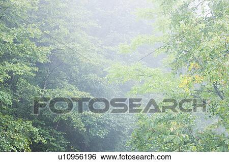 Stock Photograph - Fog in forest, Norikura Plateau, Matsumoto, Nagano Prefecture, Japan. Fotosearch