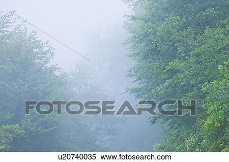 Stock Photography - Fog in forest, Norikura Plateau, Matsumoto, Nagano Prefecture, Japan. Fotosearch