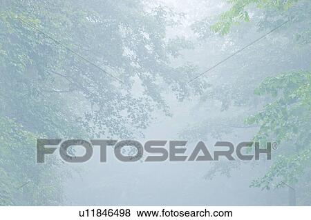 Fog in trees, Norikura Plateau, Matsumoto, Nagano Prefecture, Japan View Large Photo Image Stock Photo - Fog in trees, Norikura Plateau, Matsumoto, Nagano Prefecture, Japan. Fotosearch