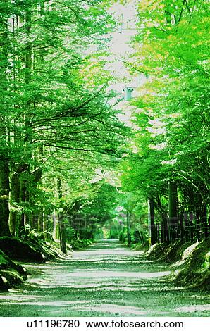 Footpath in a forest View Large Photo Image Stock Image - Footpath in a forest. Fotosearch