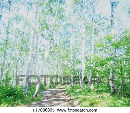 Footpath in a forest View Large Photo Image Stock Photography - Footpath in a forest. Fotosearch