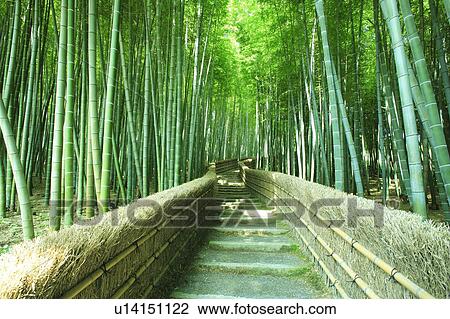 Stock Image - Footpath in Bamboo Grove. Fotosearch