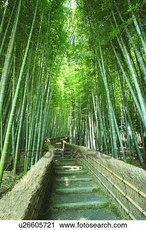 Footpath in Bamboo Grove View Large Photo Image Stock Image - Footpath in Bamboo Grove. Fotosearch