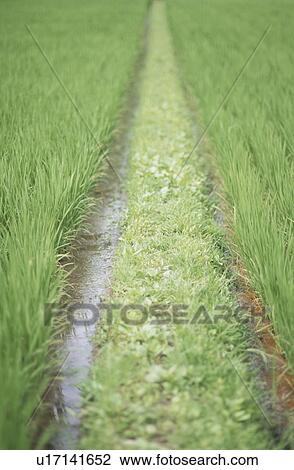Footpath running through a rice field. Yokohama, Kanagawa Prefecture, Japan View Large Photo Image Stock Image - Footpath running through a rice field. Yokohama, Kanagawa Prefecture, Japan. Fotosearch