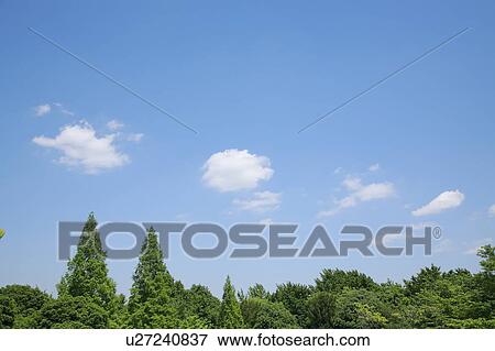 Forest and sky, Tokyo Prefecture, Honshu, Japan View Large Photo Image Stock Photo - Forest and sky, Tokyo Prefecture, Honshu, Japan. Fotosearch