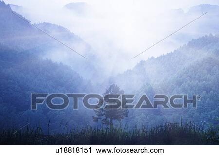 Forest and tree with sunbeam, Nagano Prefecture, Honshu, Japan View Large Photo Image Stock Image - Forest and tree with sunbeam, Nagano Prefecture, Honshu, Japan. Fotosearch