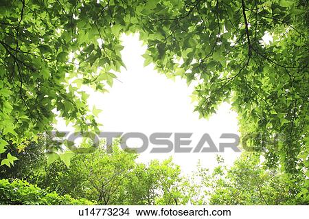 Forest, Low angle view View Large Photo Image Picture - Forest, Low angle view. Fotosearch