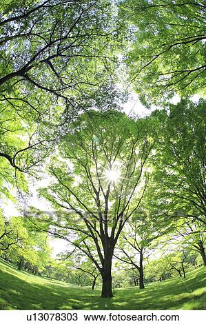 Stock Image - Forest, Low angle view, Setagaya ward, Tokyo Prefecture, Honshu, Japan. Fotosearch