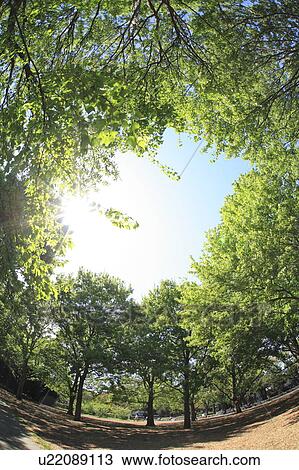 Stock Image - Forest, Low angle view, Setagaya ward, Tokyo Prefecture, Honshu, Japan. Fotosearch