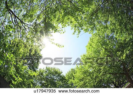 Stock Photography - Forest, Low angle view, Setagaya ward, Tokyo Prefecture, Honshu, Japan. Fotosearch