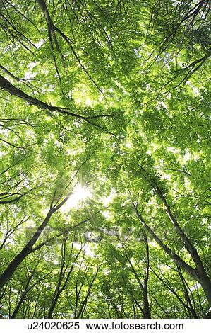 Forest, Low angle view, Tokyo Prefecture, Japan View Large Photo Image Stock Photography - Forest, Low angle view, Tokyo Prefecture, Japan. Fotosearch
