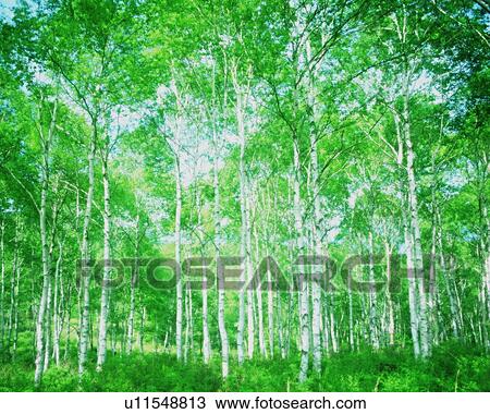 Stock Image - Forest . Fotosearch