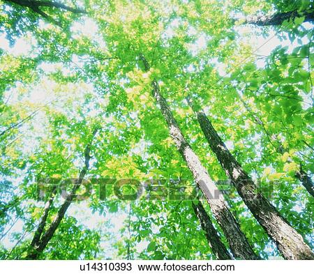 Stock Image - Forest . Fotosearch