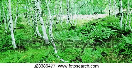 Forest View Large Photo Image Stock Photo - Forest . Fotosearch
