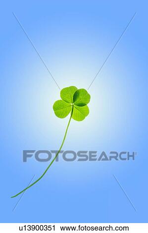 Four leaf clover against blue background View Large Photo Image Stock Image - Four leaf clover against blue background. Fotosearch