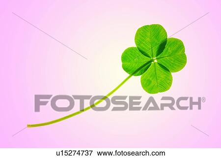 Stock Photo - Four leaf clover against pink background. Fotosearch