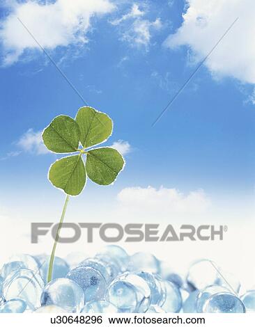 Four leaf clover growing in glass balls View Large Photo Image Stock Photograph - Four leaf clover growing in glass balls. Fotosearch