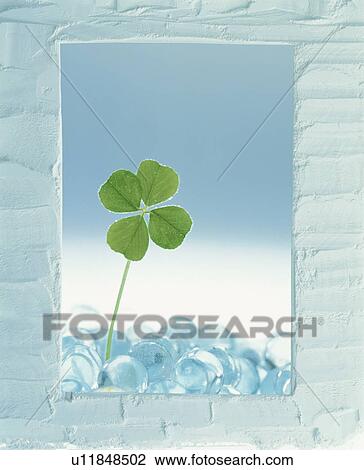 Stock Image - Four leaf clover in white frame. Fotosearch